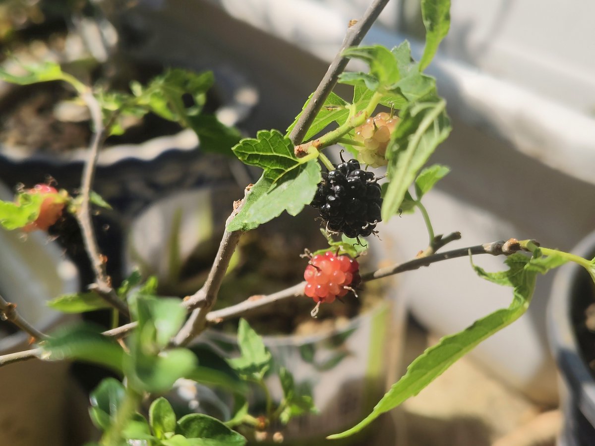 北極星🌟&風鈴草🍀 葉紫 tweet media