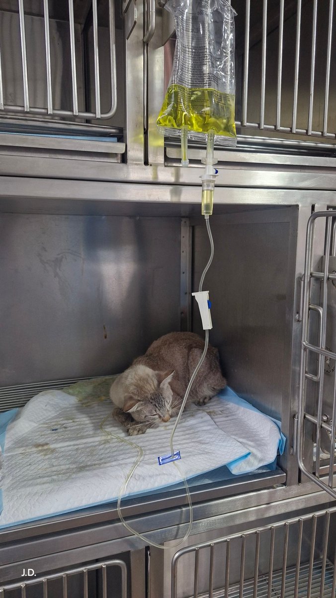poot_julio's tweet photo. de forma repentina esta semana.
6 de nuestros gatos desarrollaron el mismo cuadro clínico.
2 permanecen hospitalizados en estado delicado.
Las pruebas para panleucopenia resultaron negativas.
El diagnóstico actual es intoxicación grave con gastroenteritis severa. https://t.co/QaAOgE87Cn