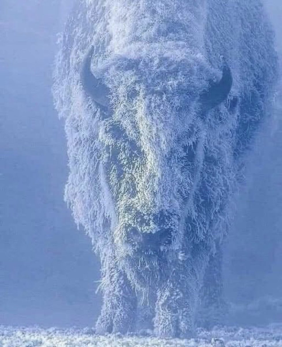 2StefanMoore's tweet photo. American bison are unique in the animal kingdom.  They instinctively turn into the raging snowstorm rather than fleeing from it.  They know that charging straight through the blizzard gets them to clearer skies faster.

This is a profound life lesson for us.  Sometimes the quickest way out of hardship isn’t avoidance or retreat, but facing it head on with courage & resolve.

No matter what challenges or “battles” 2026 brings your way…. Be one of God’s most faithful bison.  Strong, steadfast & unafraid to walk straight into the storm.

Photographer: Tom Murphy (Yellowstone National Park)