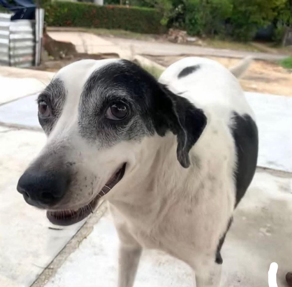 Willow Mozart tweet media