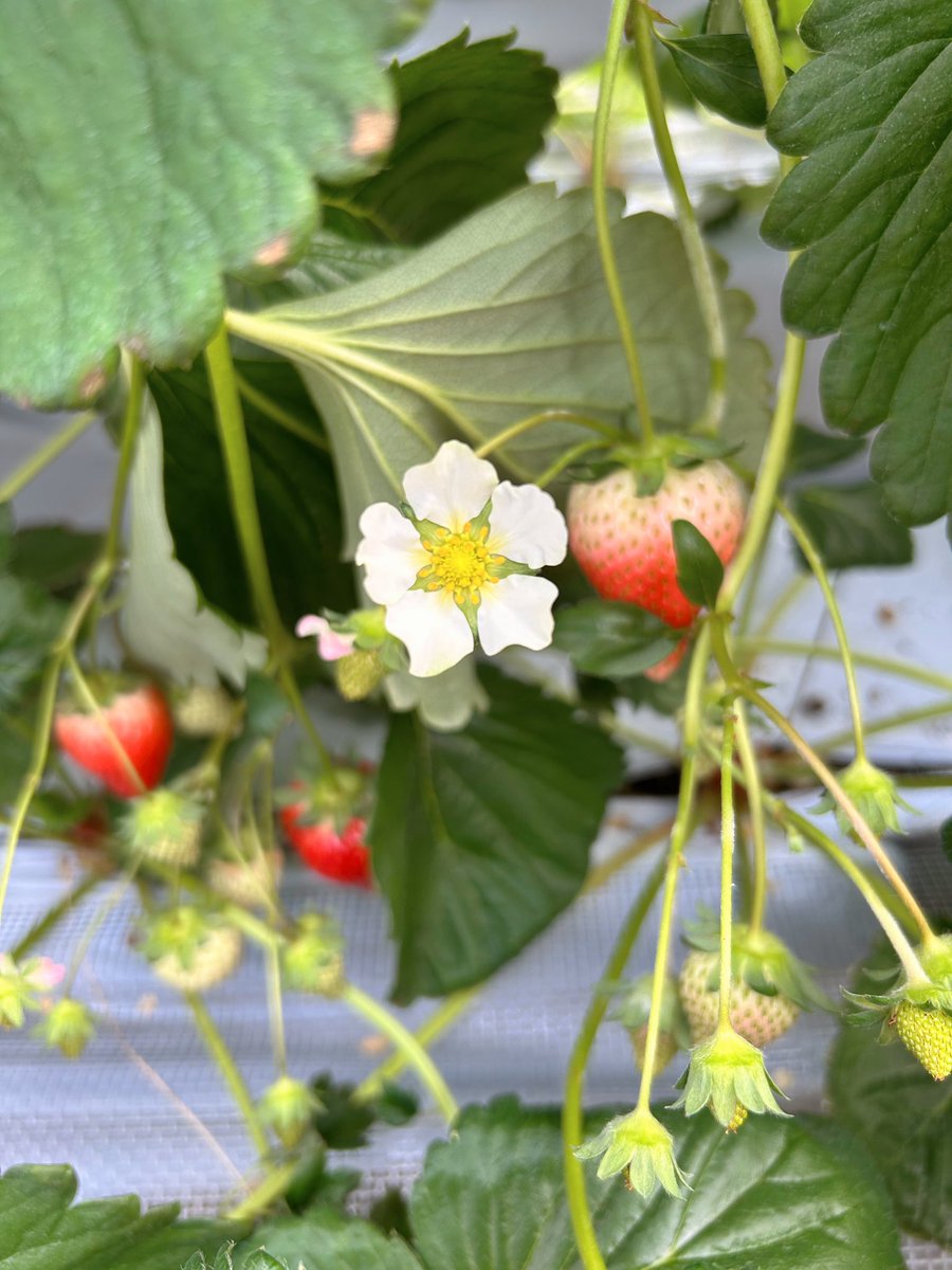 セイヤ担でいちご狩り🍓なう〜😚💕💕真っ赤ないちごいっぱい✨✨