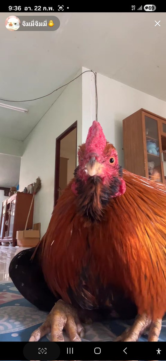 สุขง่ายๆดูน้องไลฟ์สด 🐔