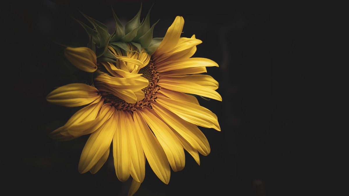 minniebon43's tweet image. The Sunflower collection! 🌻 

For Sunday yellow and I’m early! 🙌

#sunflower #FlowersOnX #yellow #art #flower #fyp #nature #mygarden #sundayyellow