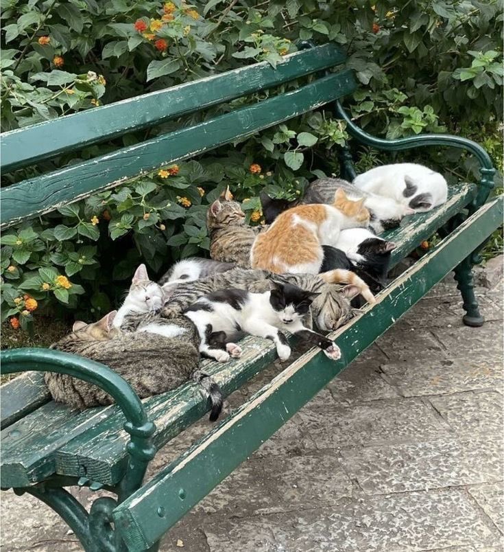 今日は猫の日😸猫、優先です😆