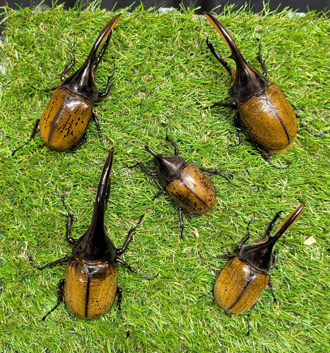 ヘラクレス5種。 わかるかな？