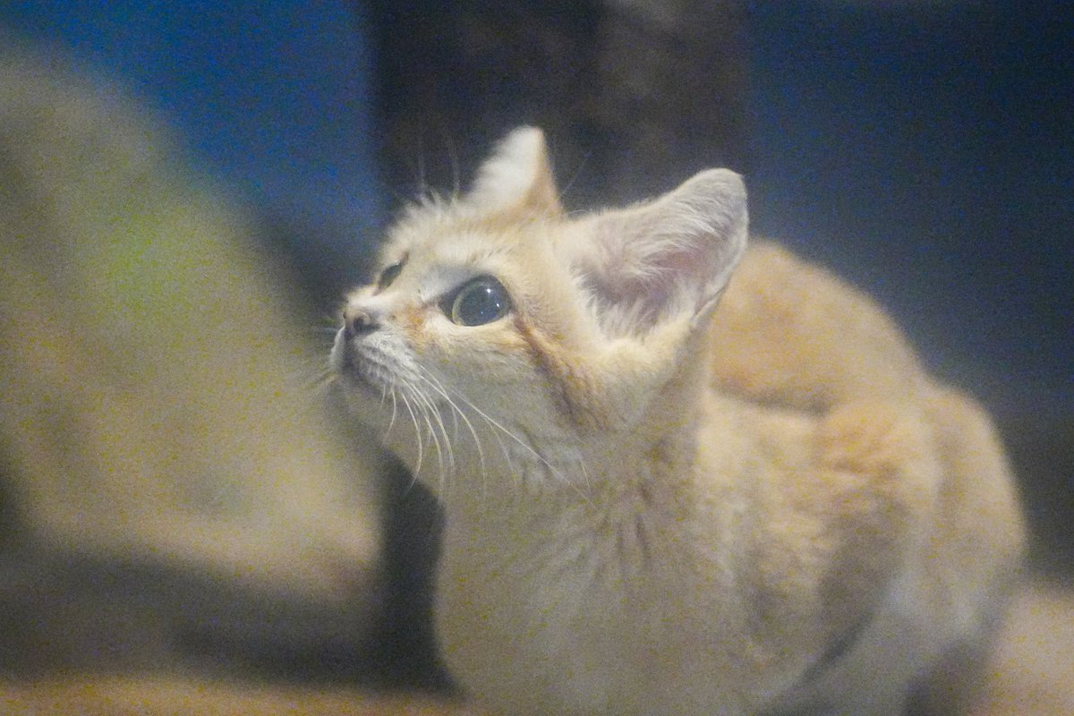 2月22日 ねこの日🐾 📷2025.11.7 #東山動植物園 #スナネコ