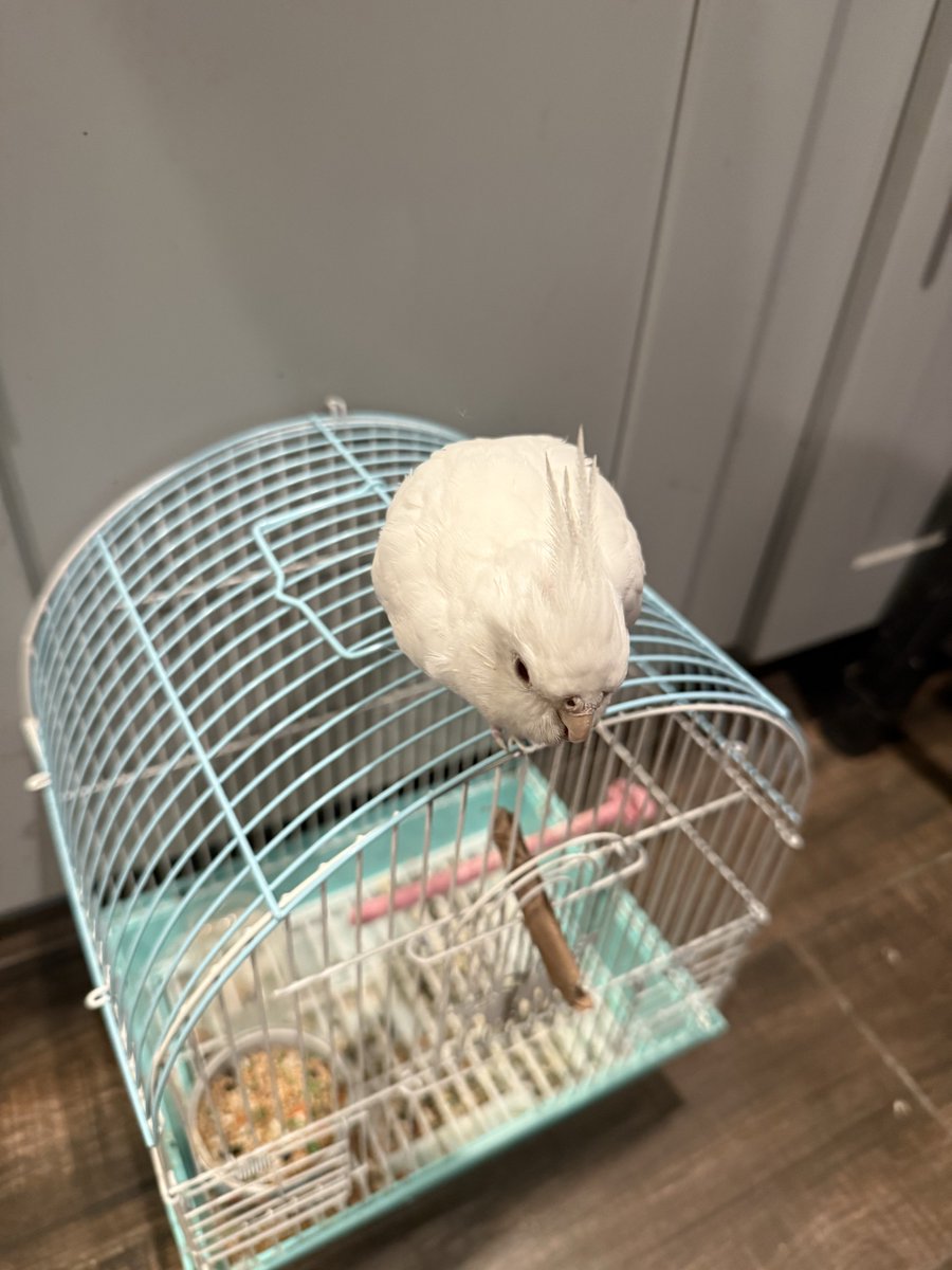 feersided tweet media