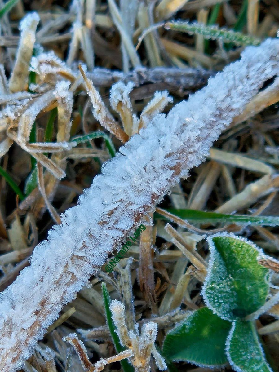 ChiapasMeteo's tweet photo. 🥶 Sorpresiva helada durante el amanecer de este 20 de febrero de 2026, en San Cristóbal de las Casas, Chiapas. De este evento,  @NavarroLang nos comparte estas hermosas fotos.

La mínima registrada por @ConaguaChiapas fue de 3.5 °C en la estación H. Puente Morelos, San Cristóbal https://t.co/kwuBLLnhU1