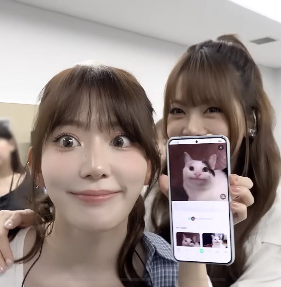 猫の日ということで、可愛い猫ちゃんたちを🌸🐱

#猫の日 #宮脇咲良 #SAKURA