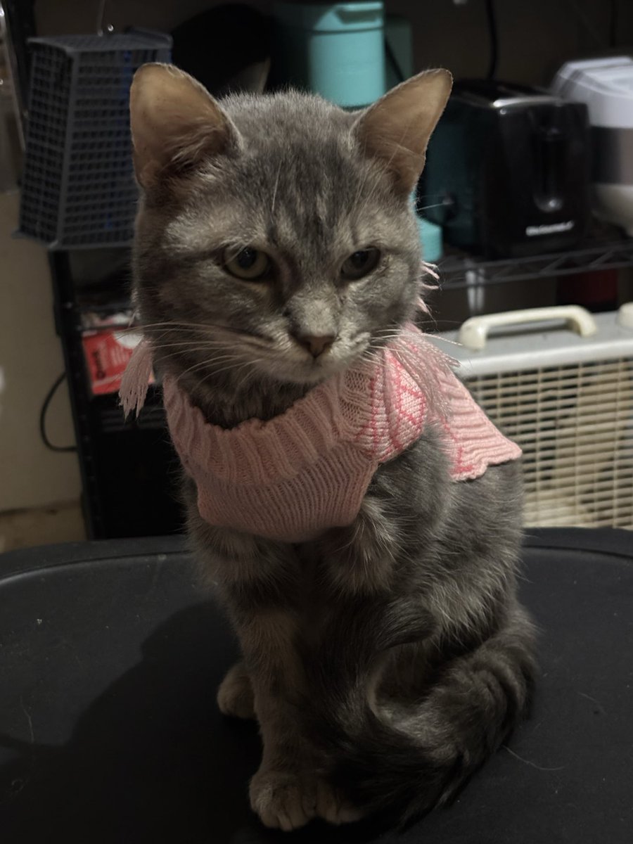 Big life update but I am back home from New Orleans. No more wrangling toddlers and I hope to get back into the swing of things soon once everything is back in order. 
A cutie for attention. Look at her in her little sweater!!!❤️❤️❤️