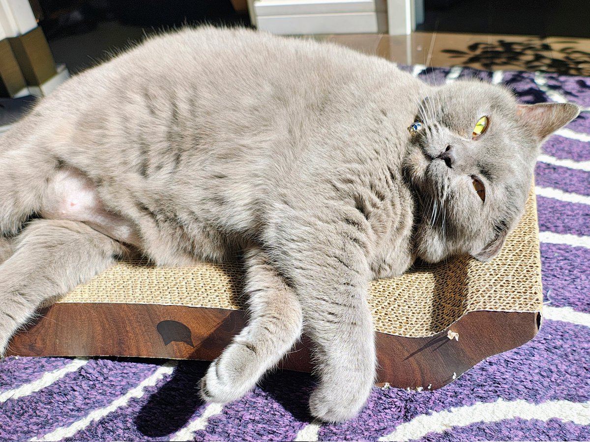 308Lionking's tweet photo. 今日はねこの日だけど、いつも通り日にゃたぼっこ
お腹のモフモフに顔を埋めるのが最高の幸せ！ https://t.co/zAMc0emhrL
