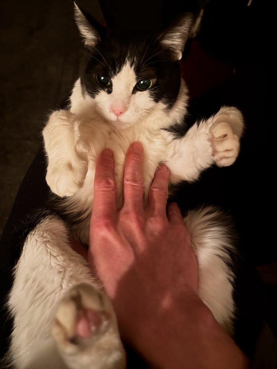 シブジュンドロ・ジュキロフスキー tweet media