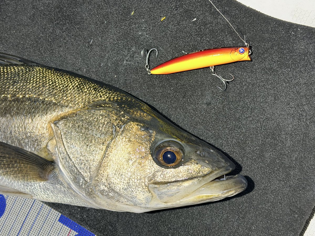 BlueBlue（ブルーブルー） (@BlueBlueFishing) / Posts / X