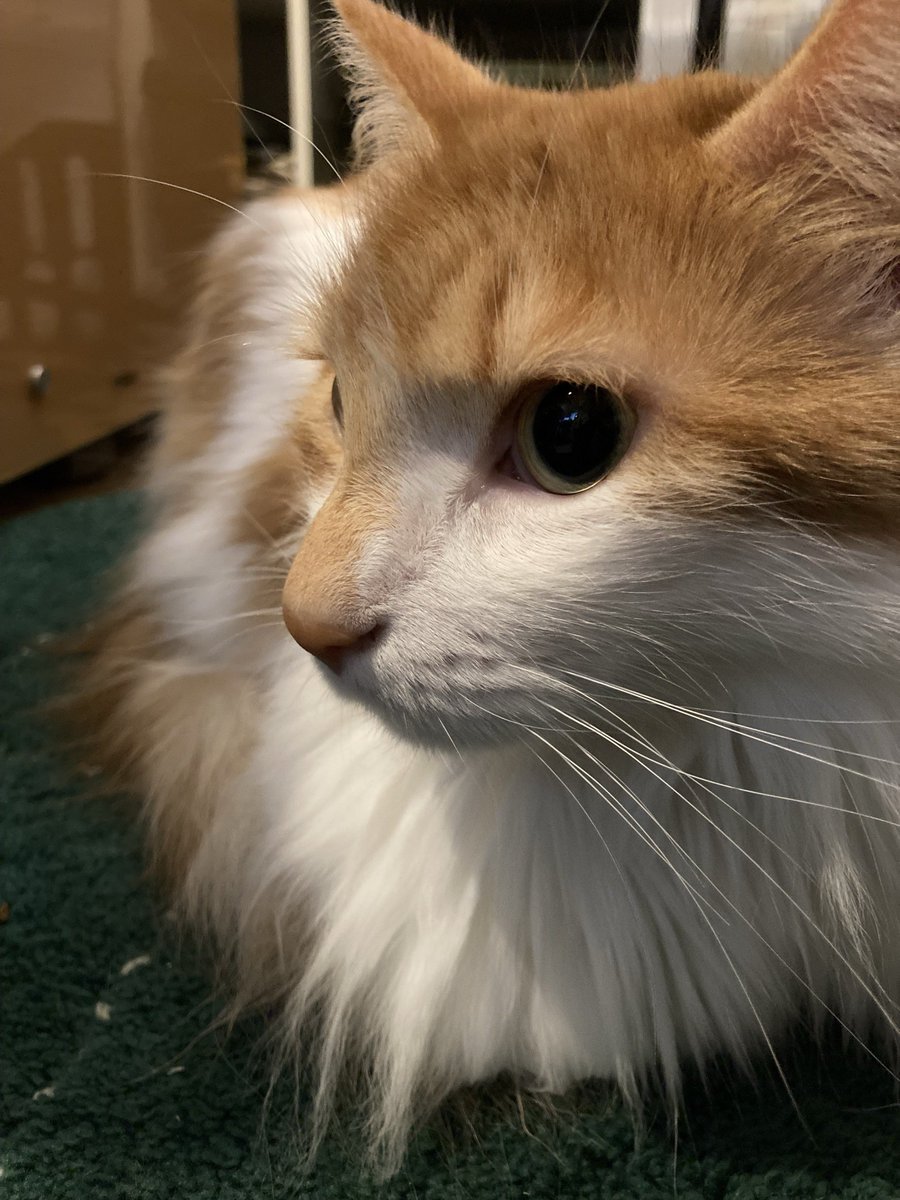 インスタライブ #ハートの休日 ver.253 2/22(日）21:30〜 今日はネコの