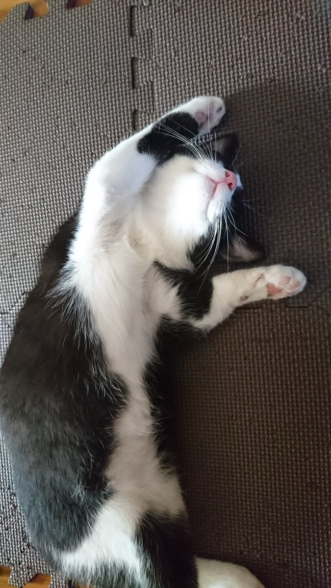 ←昔 今→ #猫の日