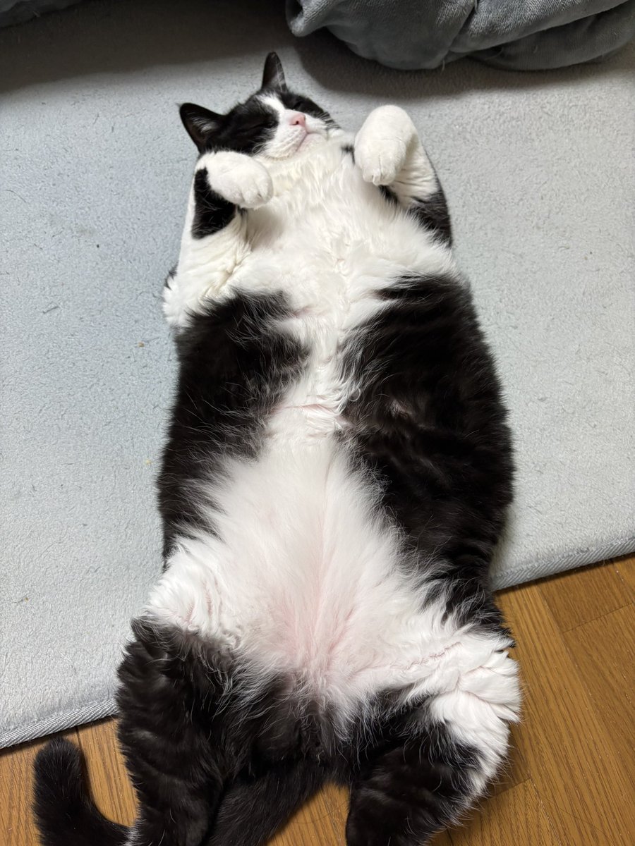 ←昔 今→ #猫の日