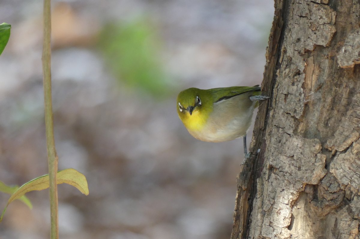メジロも発見！ ウグイスよりもウグイス色。 見ていたら、幹を必死につ