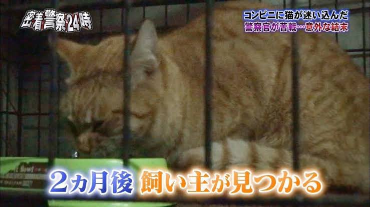 警察に身柄を拘束された猫の末路  #猫の日