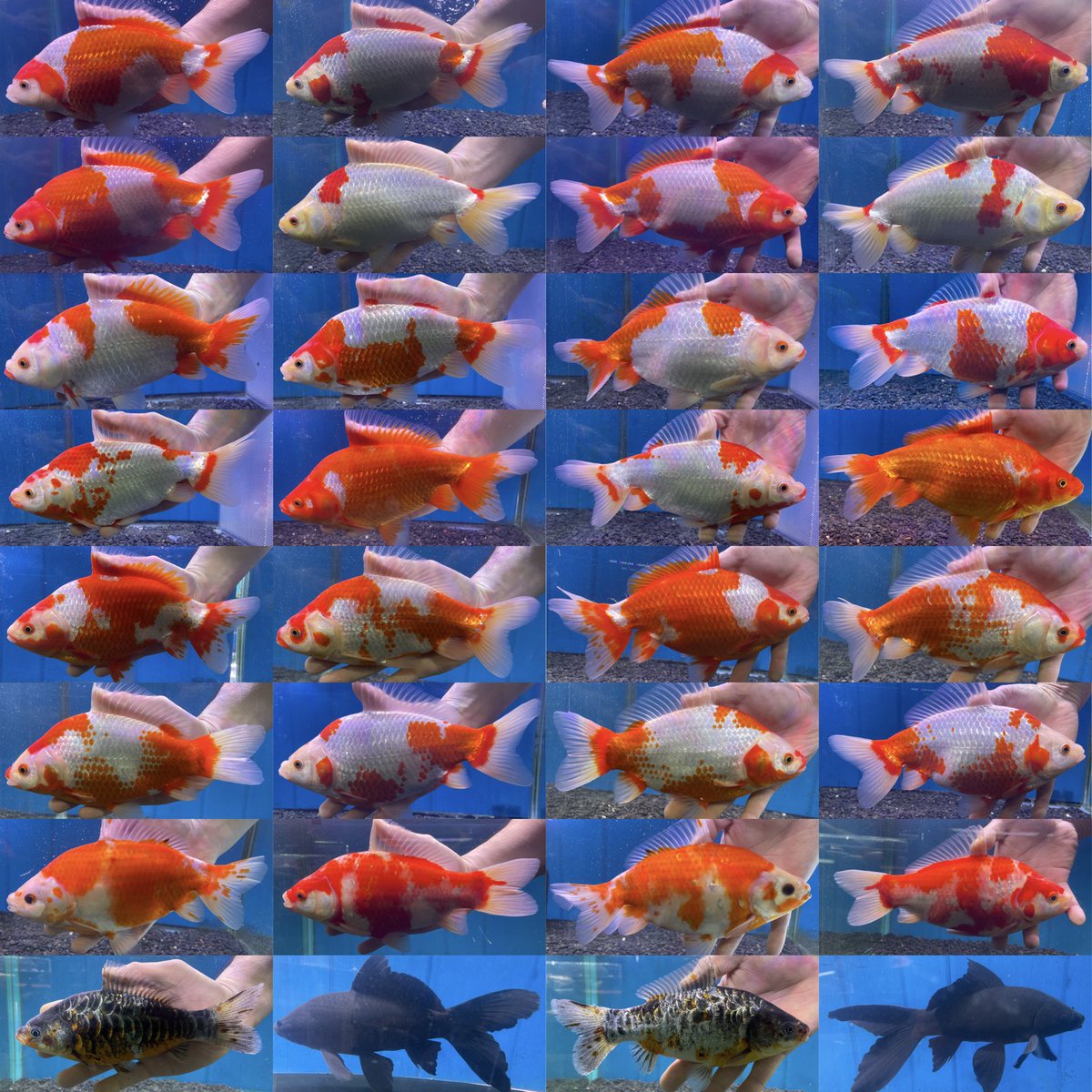 トロピカルフィッシュ佐野 (@tropical_sano) / Posts / X