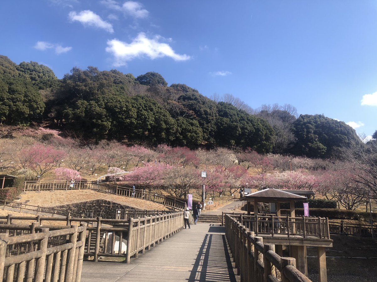rx_178_2's tweet photo. 愛犬とお散歩❗️
咲き始めの梅が綺麗😍
#ぎょぎょランド https://t.co/eKNCJzVv9j