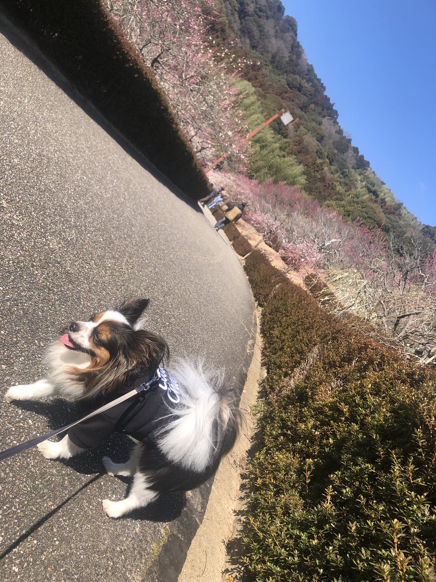 rx_178_2's tweet photo. 愛犬とお散歩❗️
咲き始めの梅が綺麗😍
#ぎょぎょランド https://t.co/eKNCJzVv9j