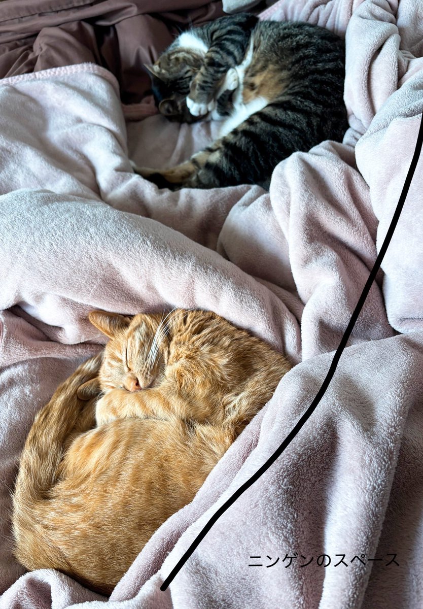 miu011s's tweet photo. いつも寝起きに可愛い姿を見せてくれてありがとう🐱冬季限定の腰痛もあと1ヶ月くらい…

 #猫の日 https://t.co/8gV2jCQfny