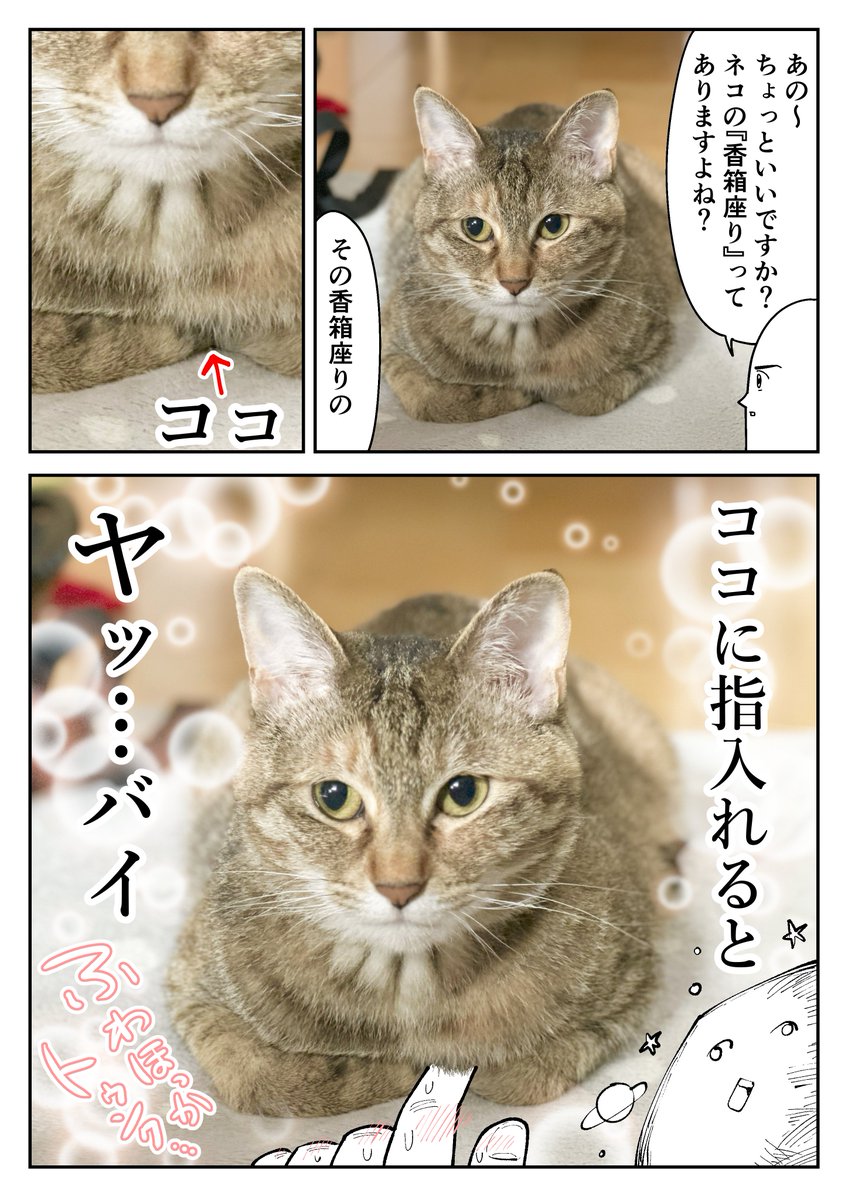 ③ネコあるある 