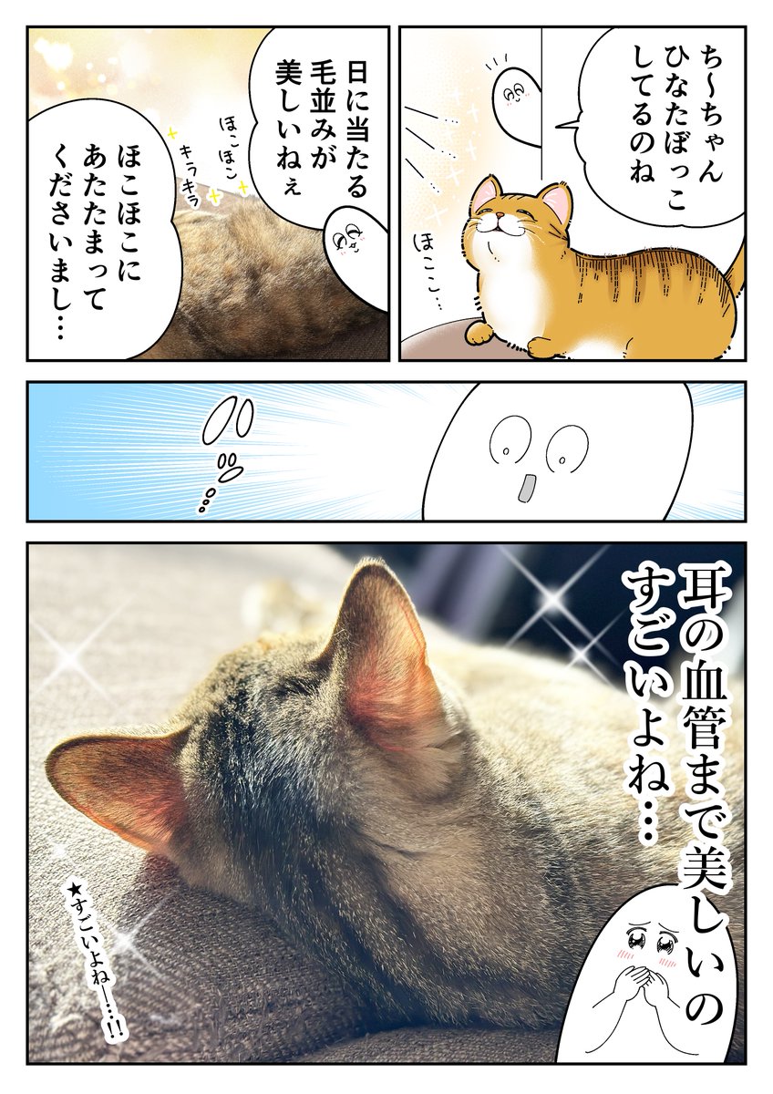 ③ネコあるある 