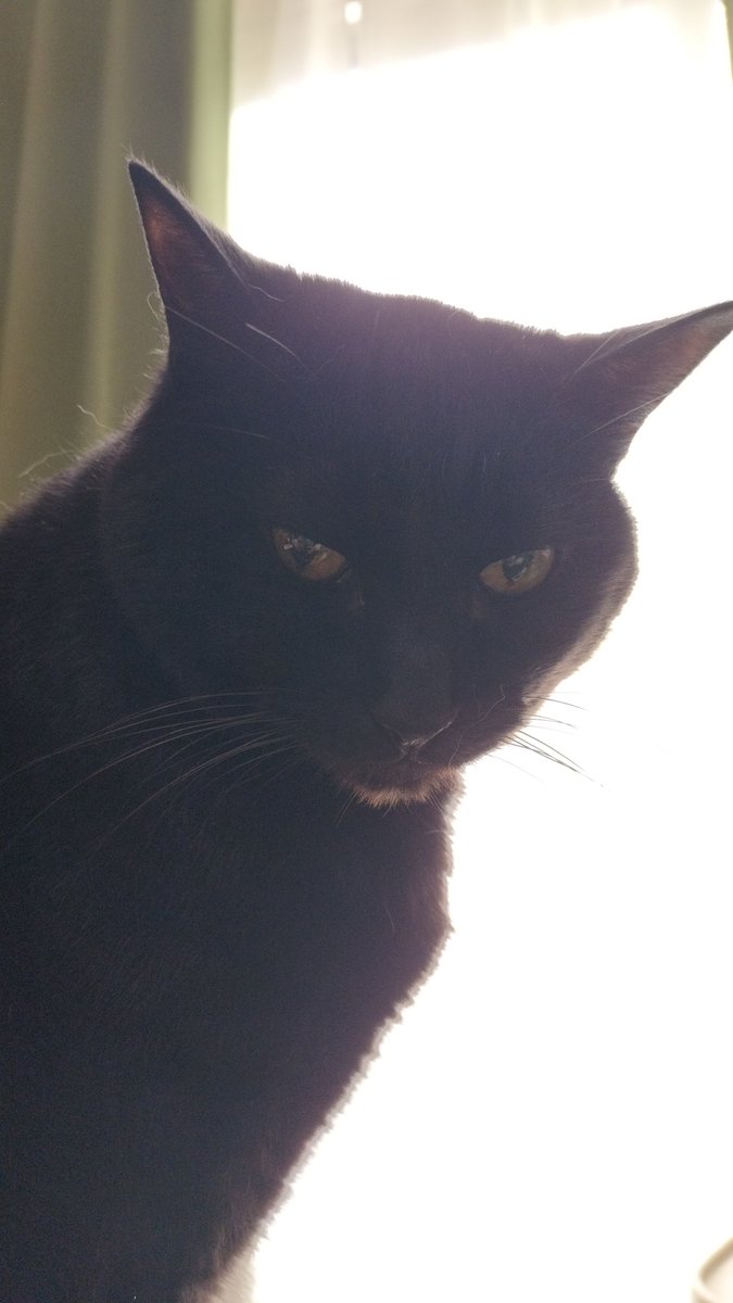 ailcom1552's tweet photo. 今日は猫の日なのに
仕事ですかい、、、
(冷めた目)

#猫の日　#黒猫　#猫のいる暮らし https://t.co/7Za8luiFmQ