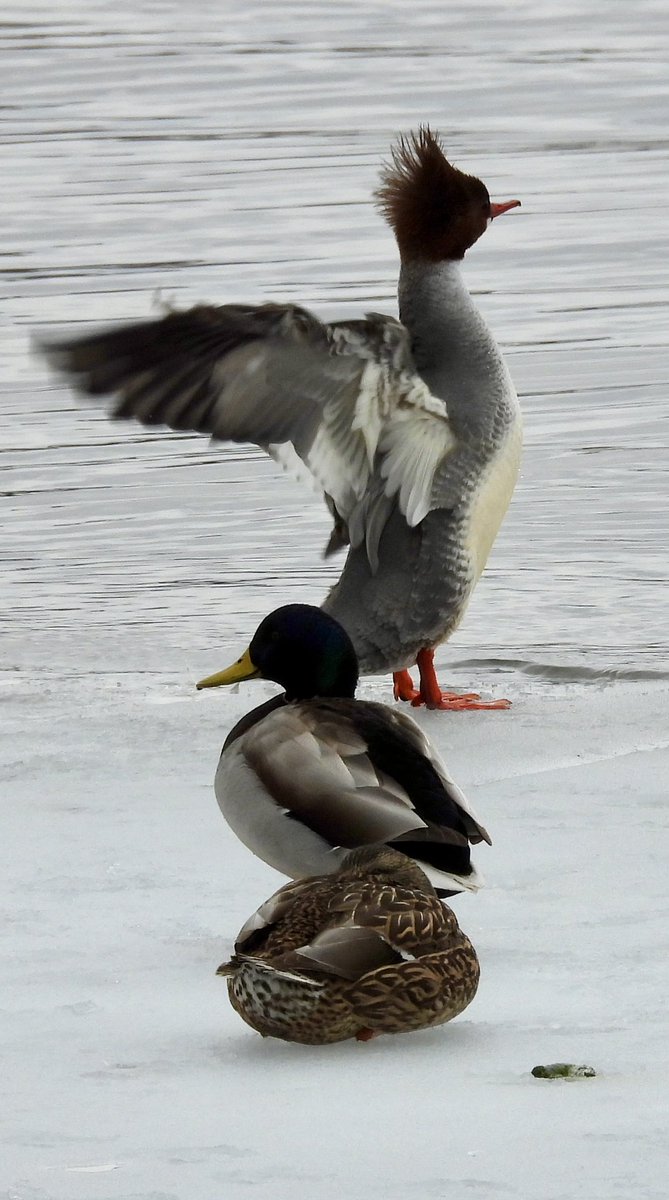birdheadbluez's tweet image. Common Merganser - Jackie O Reservoir #birdcpp #birds #ducks #nyc @BirdCentralPark
