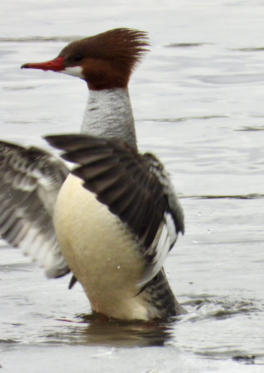 birdheadbluez's tweet image. Common Merganser - Jackie O Reservoir #birdcpp #birds #ducks #nyc @BirdCentralPark