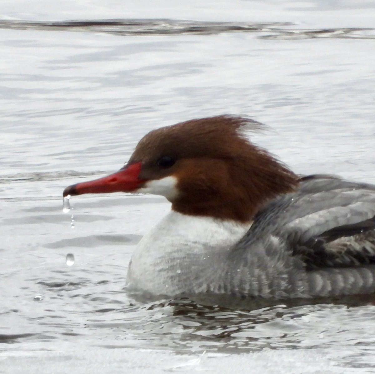 birdheadbluez's tweet image. Common Merganser - Jackie O Reservoir #birdcpp #birds #ducks #nyc @BirdCentralPark