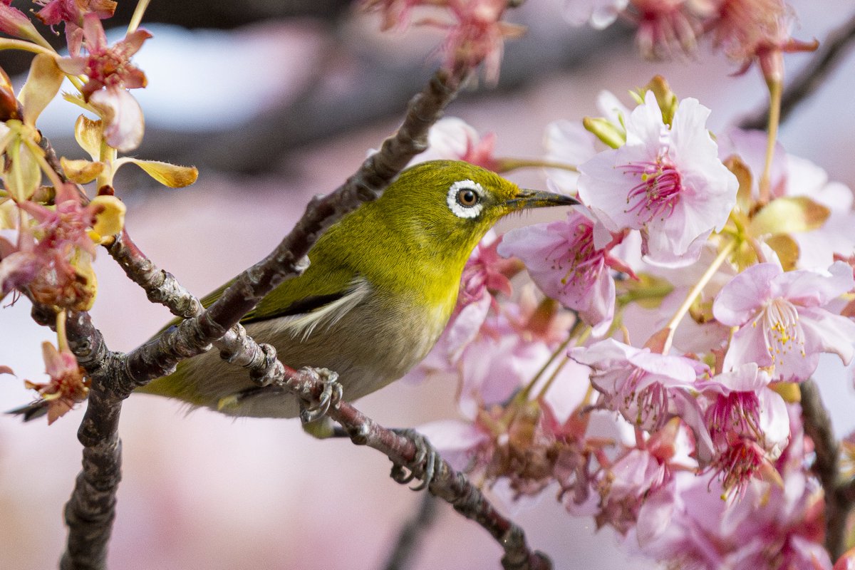 南伊豆町のさくらまつり 河津桜が満開になり見頃を迎えていました