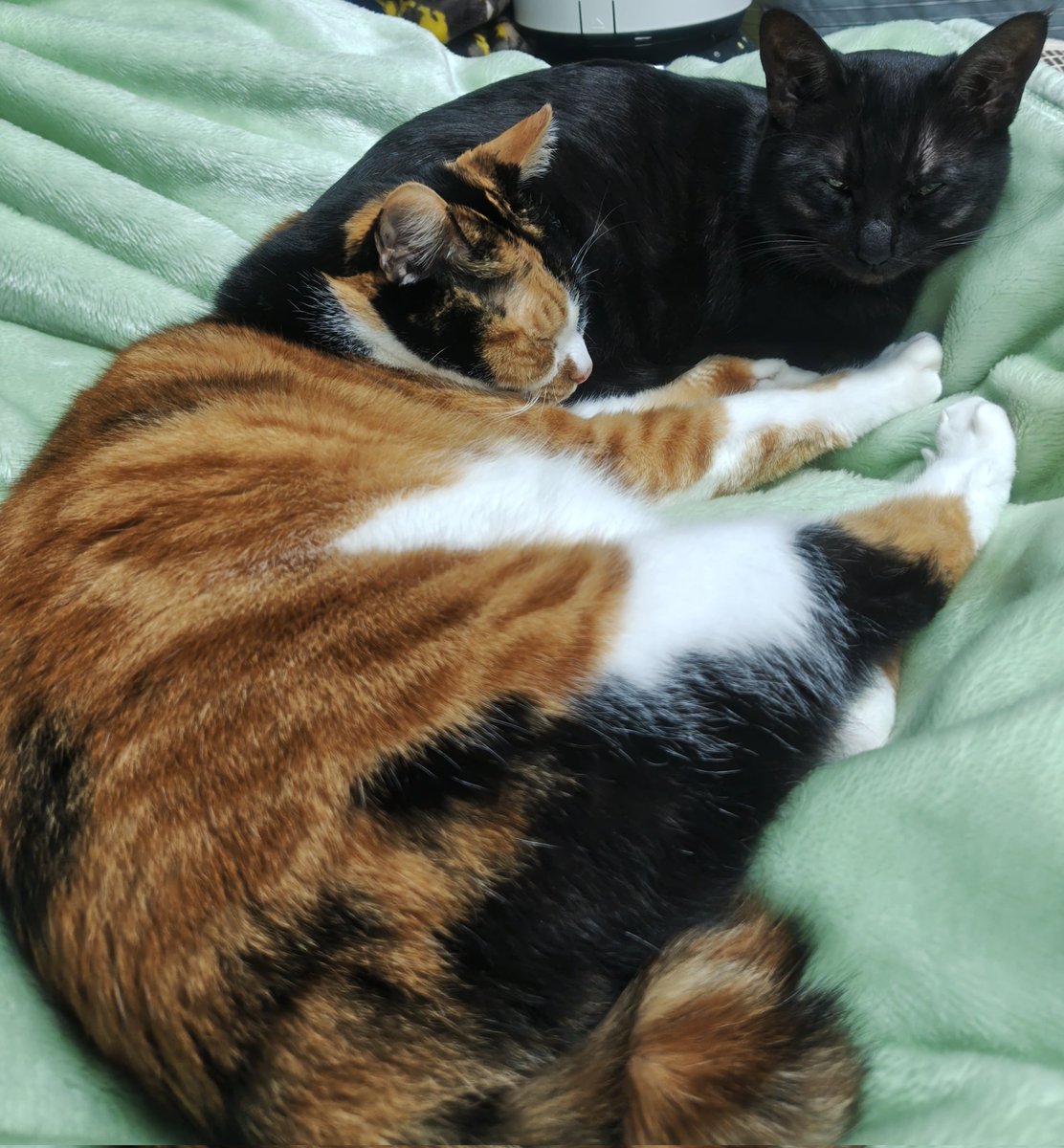 猫の日😄
今日も世界の猫達が幸せでありますように🙏
自分は自分の猫達が幸せそうに暮らせるように頑張ります💪
＃猫の日