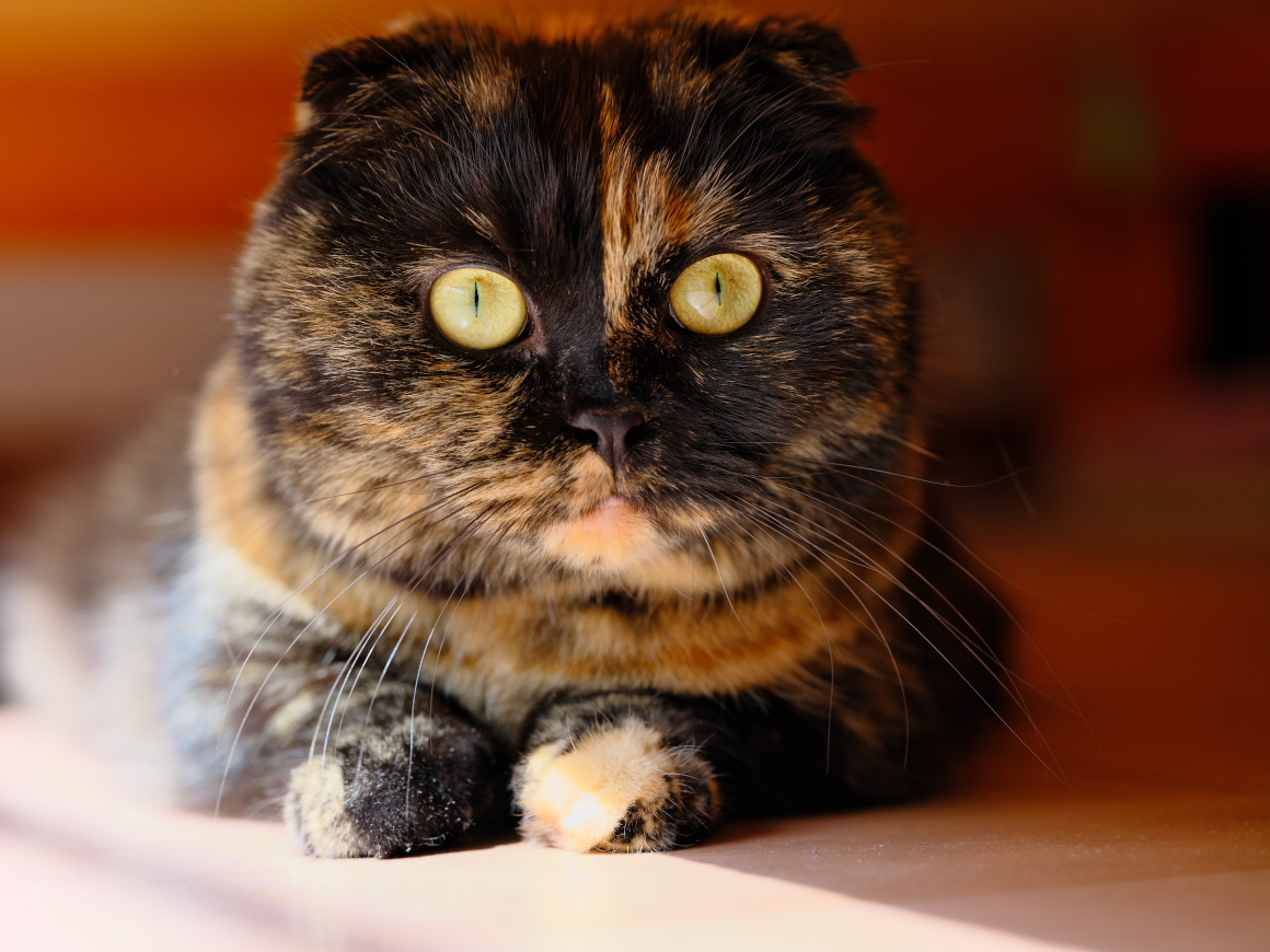 たまには、わがやの”いちご”ちゃん。 #わが家の猫/#マンチカン/#猫の日