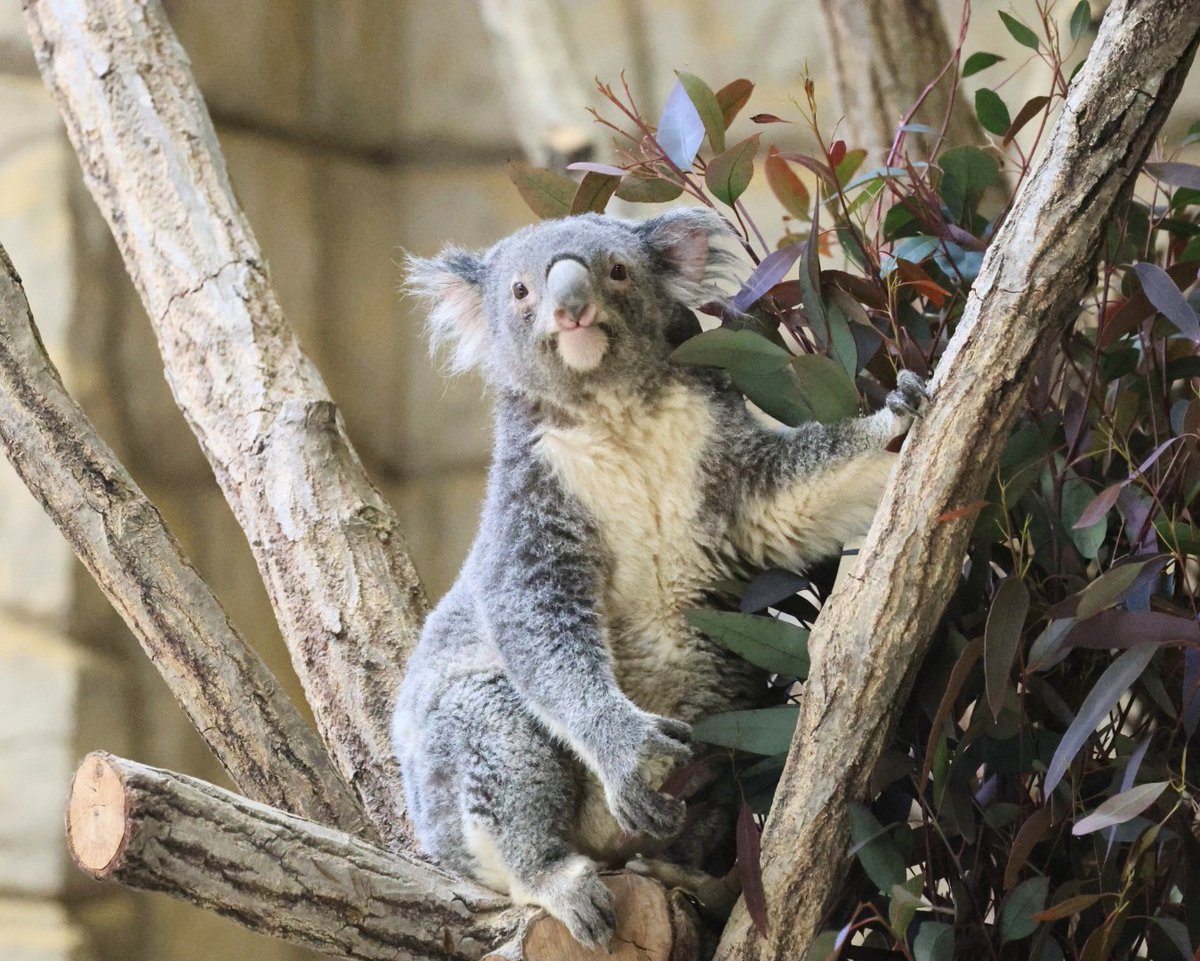 こんにちワ！！ ワトル🐨 ＃東山動植物園 ＃コアラ