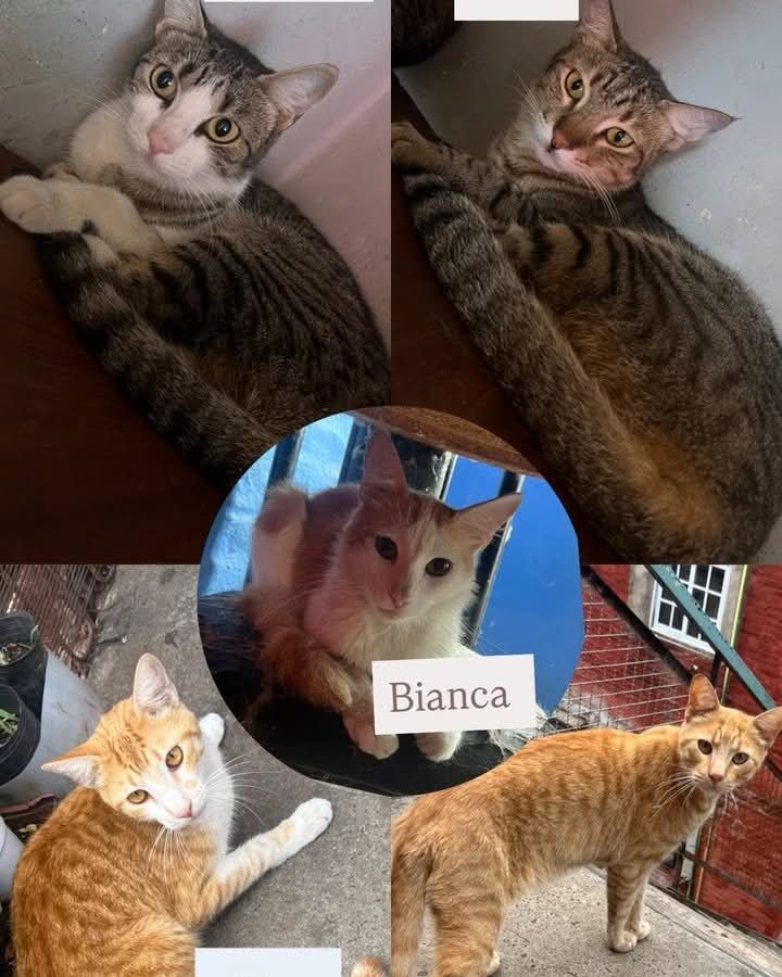 GATITOS EN ADOPCION EN CIUDADELA
Hola! Nosotros somos Valucha, Miri, Bianca, Rafi y Ciro.
Les contamos un poco de nuestra historia.
Nuestro papá Carlos falleció hace pocos días de viejito, por este motivo quedamos solitos esperando encontrar un nuevo hogar donde ⬇️