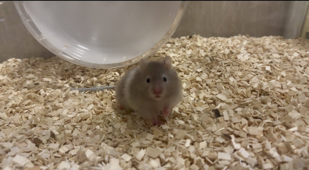 #突然TLに現れるハムスターの赤ちゃん