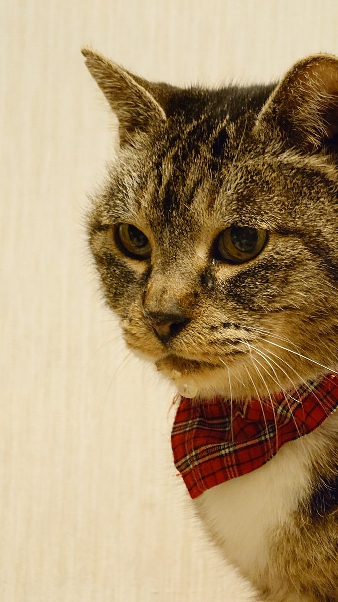 うちの😺😼😽見て 全員バイクの名前由来です ZX（ユメ）ちゃん 9R