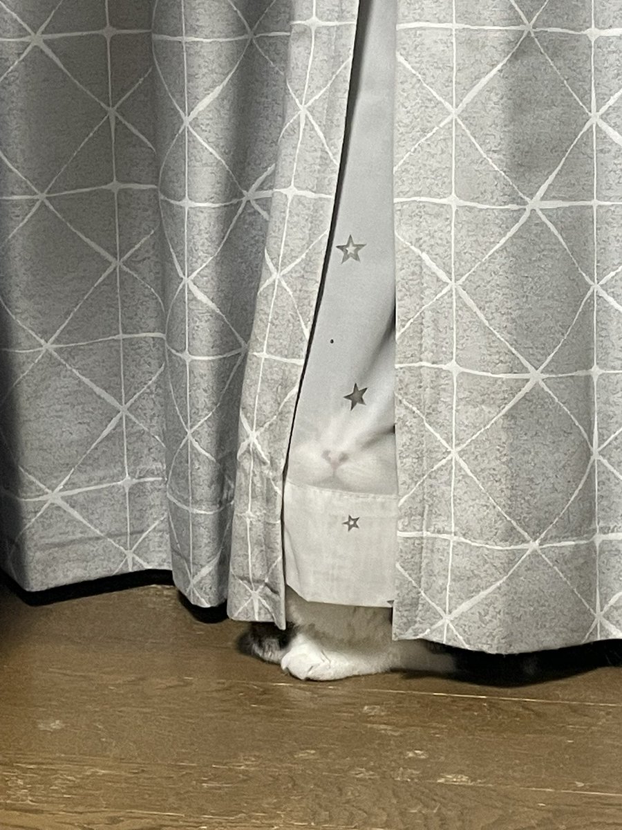 tsukkun__'s tweet photo. 🎉𝐇𝐚𝐩𝐩𝐲 猫の日🎉

世界中のねこちゃんが幸せに生きられますように🙏✨
我が家のつっくんも元気に一年を過ごしました😊
こんな平和な日々が続いてほしい🐈🐾

#猫の日 https://t.co/hOQbf31wMY