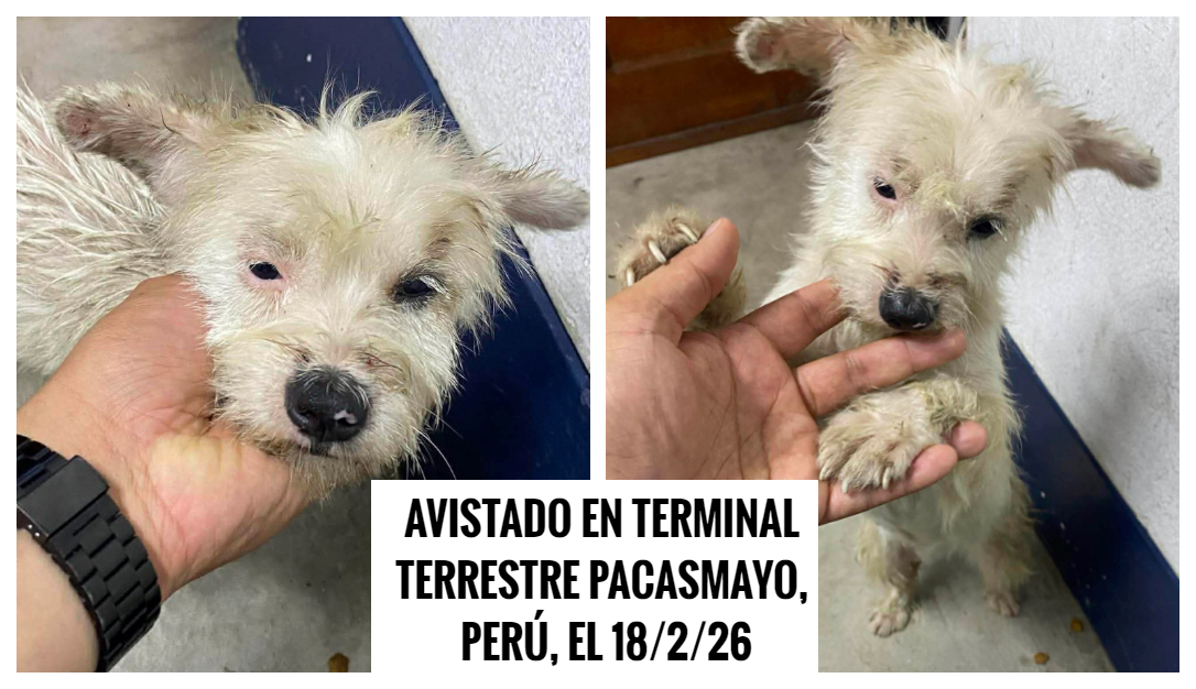 #ATENCIÓN #PACASMAYO PERÚ: este perrito tan pequeñito e indefenso ha sido visto en Terminal Terrestre de Pacasmayo, entre las Agencias Civa y Transporte Chiclayo. Tal vez está perdido o ha sido abandonado, por favor gente de la zona ayúdenlo🙏. Info facebook.com/photo?fbid=881…