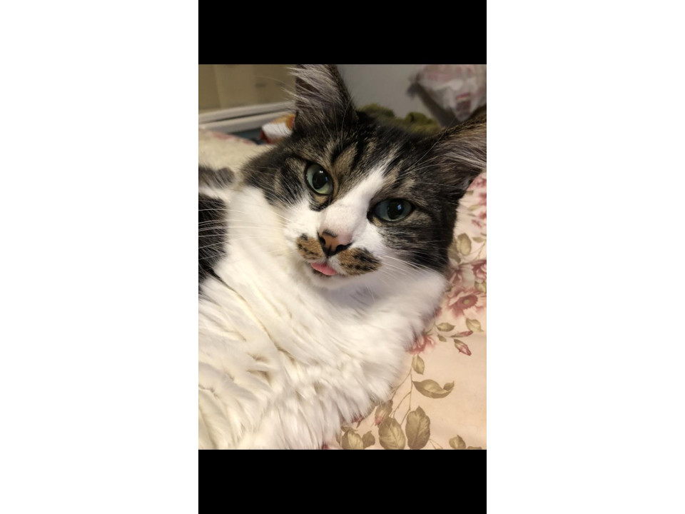 nekojiru_maigo's tweet image. 🔍捜索中
ビビリな女の子です

名前：ナナ
性別：♀
月齢：約7歳
いなくなった日：🗓2026年1月28日(水)
地域：山口県防府市詳細：neko-jirushi.com/maigo/40332/