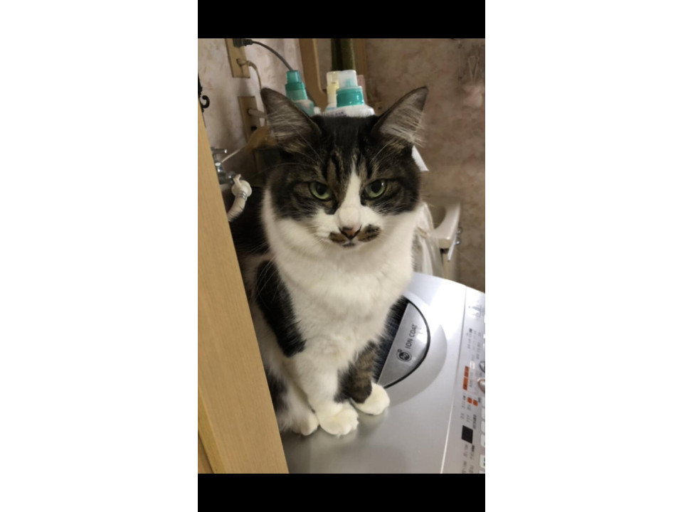 nekojiru_maigo's tweet image. 🔍捜索中
ビビリな女の子です

名前：ナナ
性別：♀
月齢：約7歳
いなくなった日：🗓2026年1月28日(水)
地域：山口県防府市詳細：neko-jirushi.com/maigo/40332/