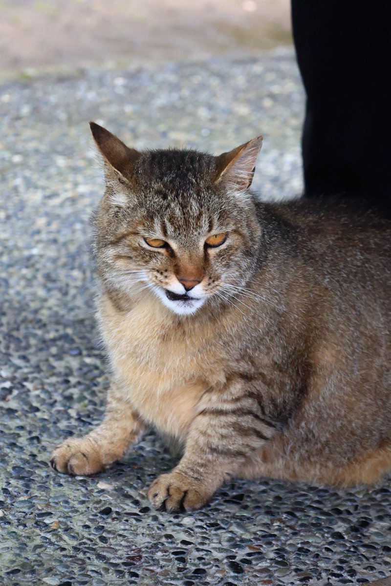 猫の日企画
第２回　猫の悪い顔選手権予選開催します  

わっるい顔した猫の画像見せてください  

後日勝手に２匹選んで決勝戦も行います  

優勝猫には旅館のオリジナル肉球タオル色々詰め合わせプレゼント 

 悪い顔した猫に届けたいので、いいね、リポストもよろしくね