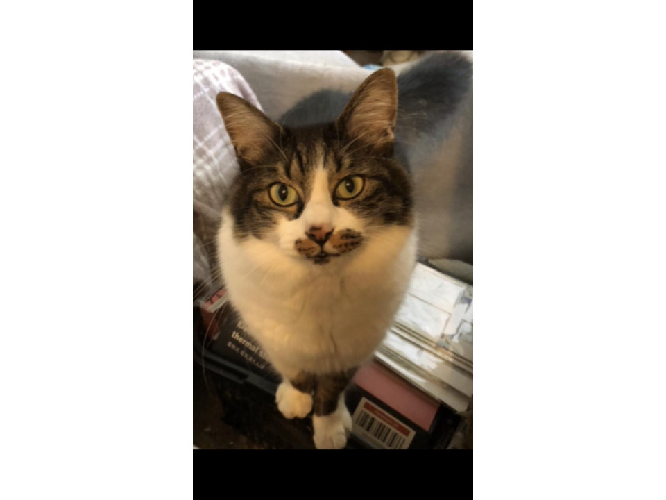 nekojiru_maigo's tweet image. 🔍捜索中
ビビリな女の子です

名前：ナナ
性別：♀
月齢：約7歳
いなくなった日：🗓2026年1月28日(水)
地域：山口県防府市詳細：neko-jirushi.com/maigo/40332/