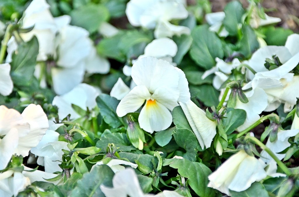 花と緑のTDRブログ_ユキヤナギ tweet media