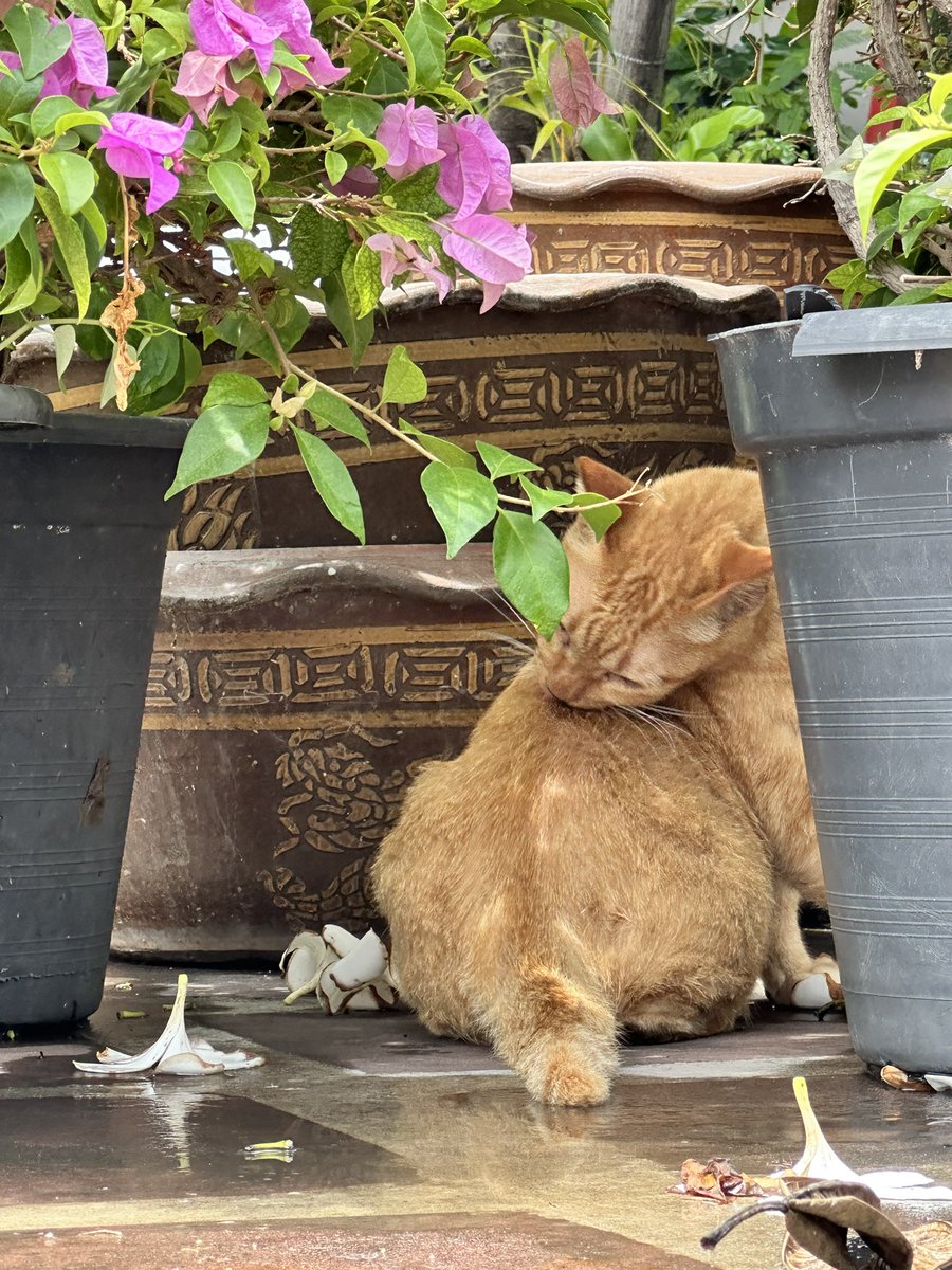 ねこの日 ということで タイで見つけたにゃんにゃん🐈