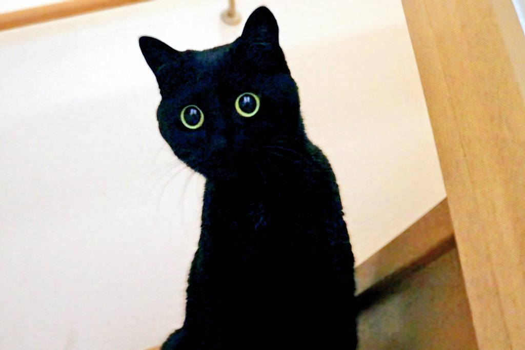 みっくん tweet media