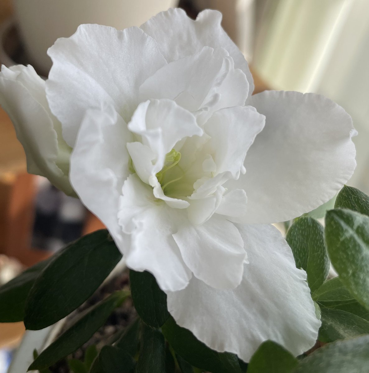 RT @Bluestar134146: 白も咲いたよෆ こんにちは( ´ ▽ ` )ﾉ🌼 𓂃𓂂ꕤ