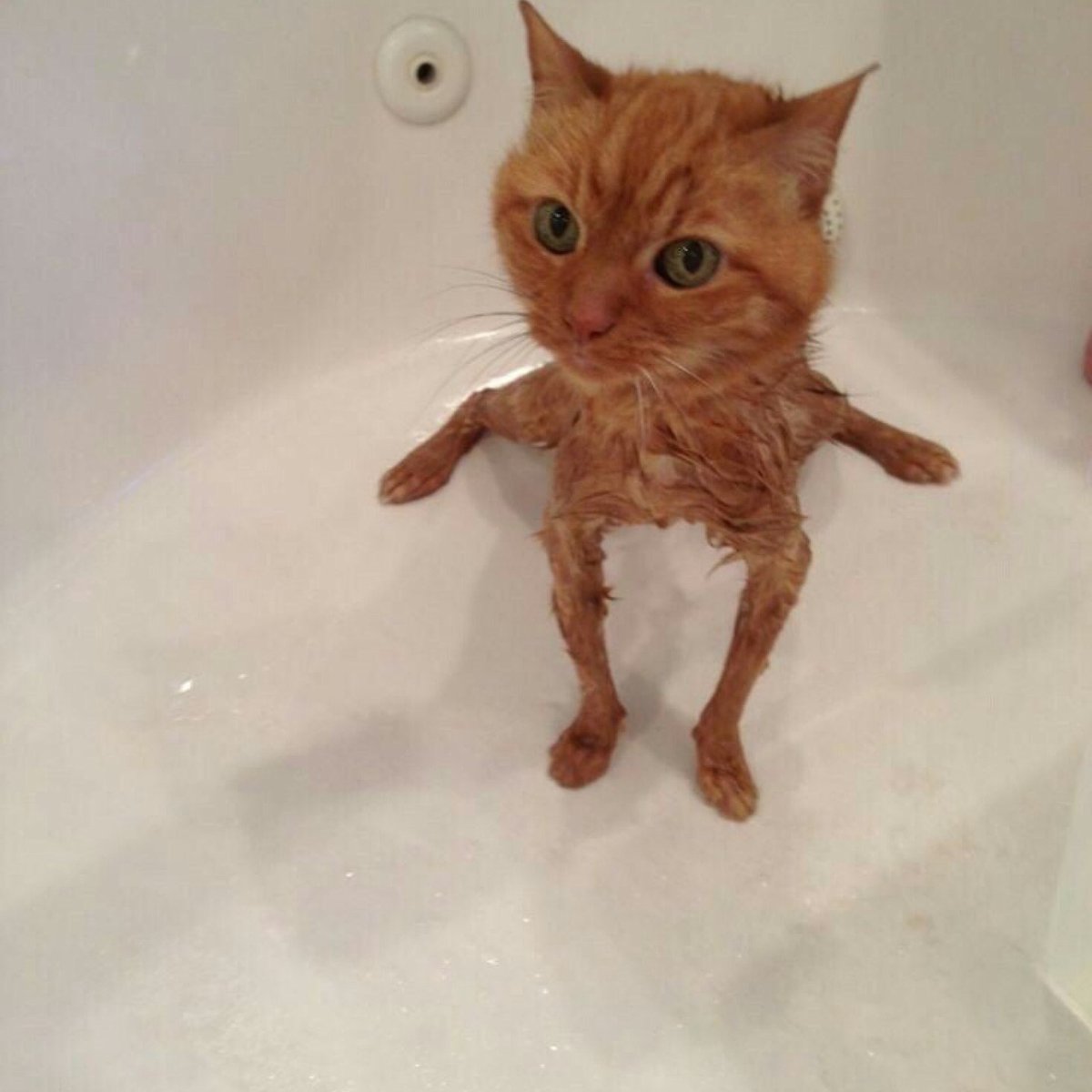 Punch Cat (@punchingcat) on Twitter photo 